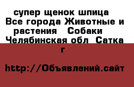 супер щенок шпица - Все города Животные и растения » Собаки   . Челябинская обл.,Сатка г.